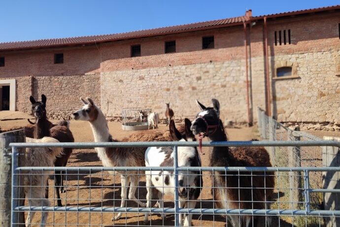 Nezapomenutelný výlet do zábavního parku Bylandia. Krmení zvířátek i skvělá hřiště!