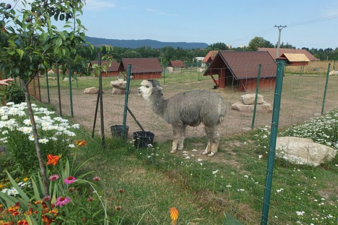 Nejkrásnější kontaktní zoo v ČR. Tipy, kam s dětmi za zvířátky