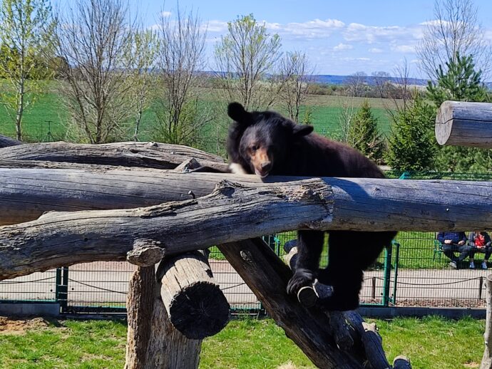 Zoo Chleby. Na medvědi se můžete podívat i z výšky. Foto © se svolením Lucie Stříbrná