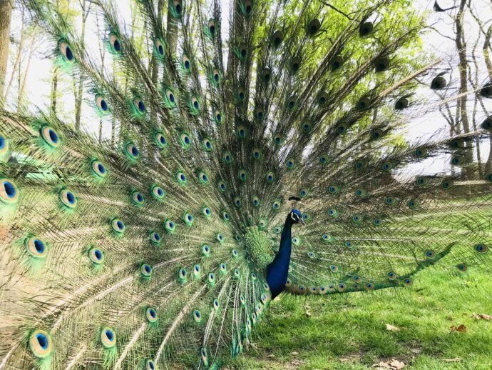 Páv. Foto © Šárka Kobryn