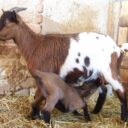 Zoo Chleby — tichý klenot Středočeského kraje s medvědy, lvy i dětským rájem