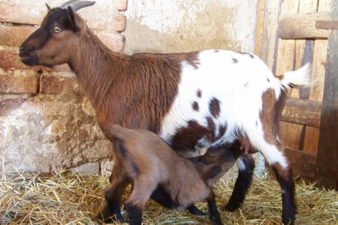 Zoo Chleby — tichý klenot Středočeského kraje s medvědy, lvy i dětským rájem