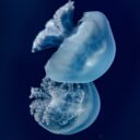 Foto: ©Svět medúz