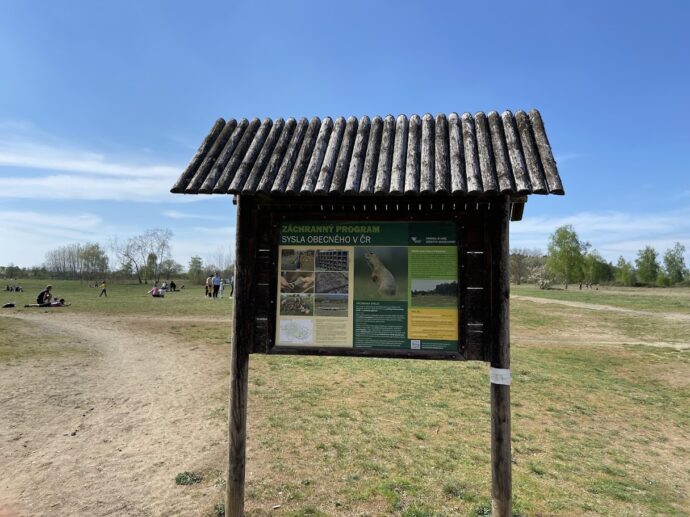 Radouč Mladá Boleslav - syslové. Foto © se svolením Nikol Kurkové