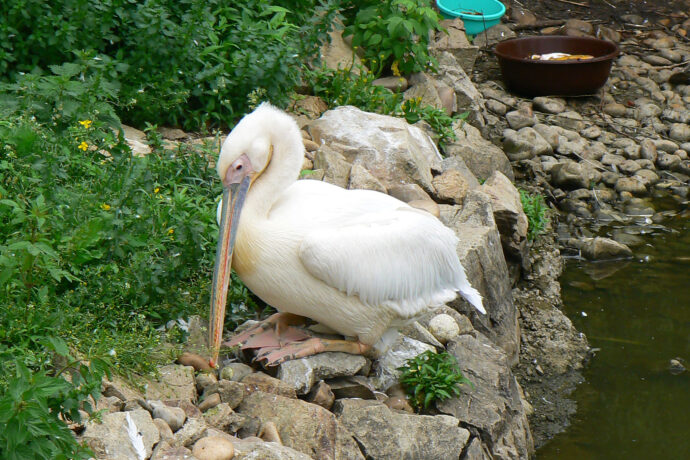 Zoo Hluboká. Foto © Czeva Creative Coomons CC-BY-SA-3.0