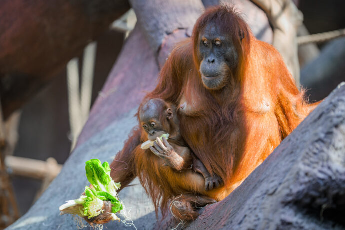 Hlavní složkou krmení orangutanů v Zoo Praha je listová a kořenová zelenina, větve na okus a speciální granulát pro listožravé primáty. Přestože je roční Harapan stále kojený, přijímá už i pevnou stravu. Foto Petr Hamerník, Zoo Praha