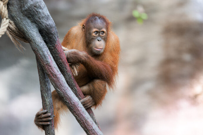Pustakawan i Harapan jsou přímými potomky samce Kamy, prvního československého orangutana narozeného 1971. Na snímku je čtyřletý Kawi, jehož jméno znamená v indonéštině „knihovník“ a odkazuje právě k takové postavě orangutana z knižní série Zeměplocha Terryho Pratchetta. Foto Petr Hamerník, Zoo Praha