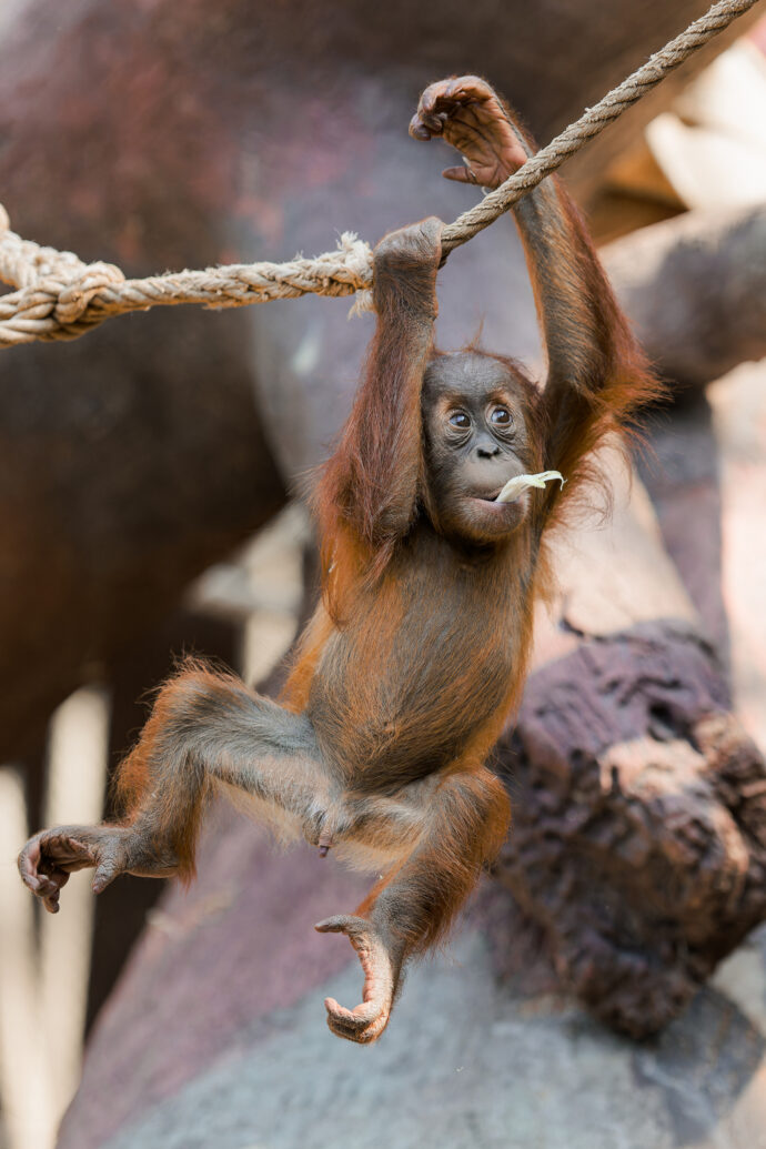 Harapana mohou návštěvníci denně sledovat, jak zkoumá své vlastní hranice. Jeho matka Diry ho však zpovzdálí stále sleduje. Foto Petr Hamerník, Zoo Praha