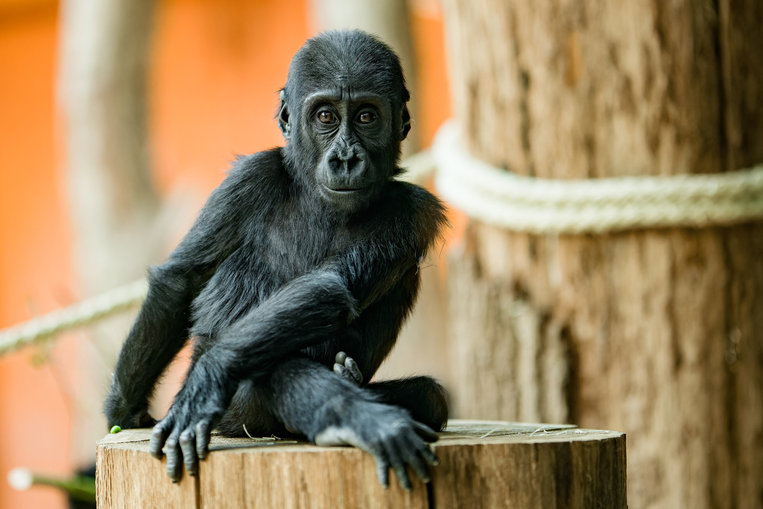 Jedním z bodů nedělního programu bude předání speciálního enrichmentu ve tvaru poštovních známek rodinné skupině goril. Na snímku je rok a půl stará samička gorily nížinné Gaia. Foto Petr Hamerník, Zoo Praha