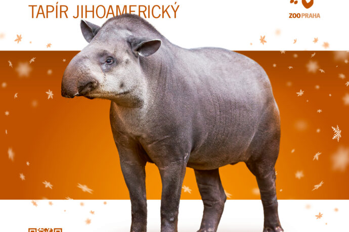 Tapír jihoamerický. Zvířecí sirotci Zoo Praha 2025. Zdroj Zoo Praha