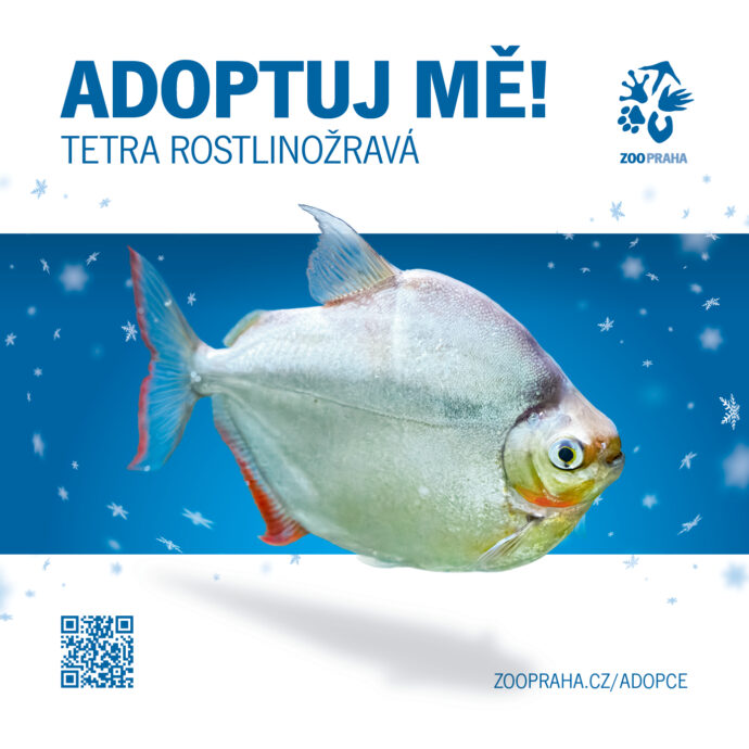 Tetra rostlinožravá. Zvířecí sirotci Zoo Praha 2025. Zdroj Zoo Praha