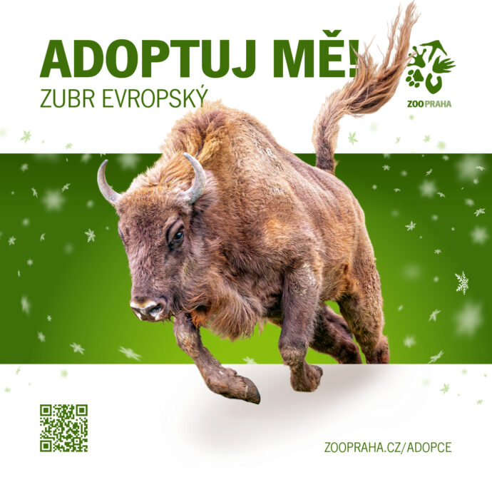 Zubr evropský. Zvířecí sirotci Zoo Praha 2025. Zdroj Zoo Praha