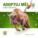 Zubr evropský. Zvířecí sirotci Zoo Praha 2025. Zdroj Zoo Praha