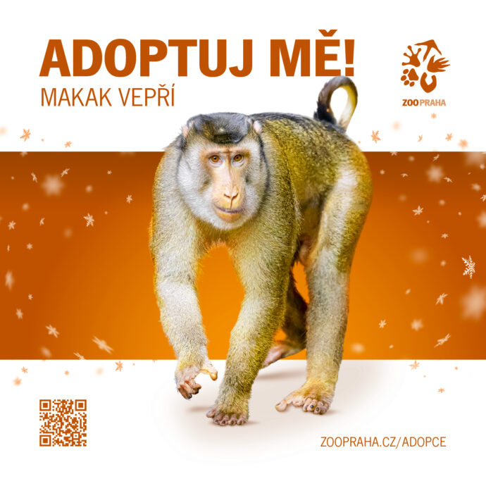 Makak vepří. Zvířecí sirotci Zoo Praha 2025. Zdroj Zoo Praha