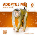 Makak vepří. Zvířecí sirotci Zoo Praha 2025. Zdroj Zoo Praha
