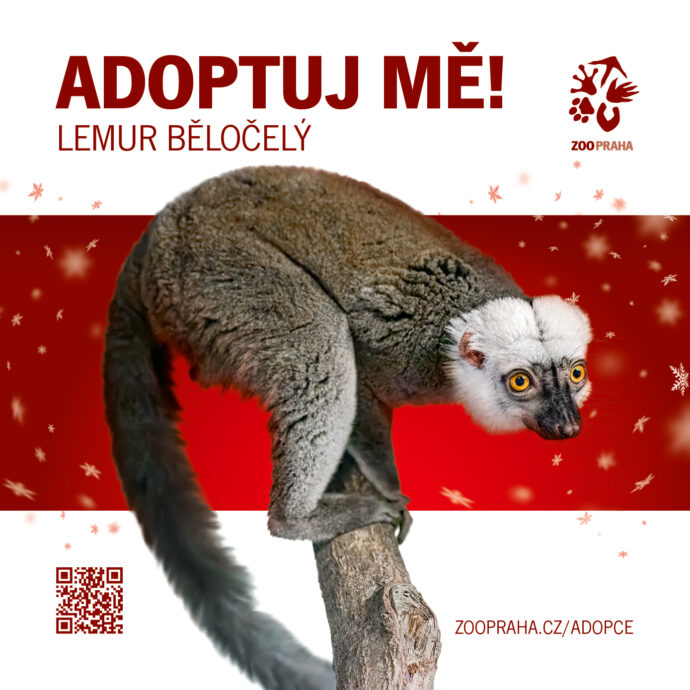 Lemur běločelý. Zvířecí sirotci Zoo Praha 2025. Zdroj Zoo Praha
