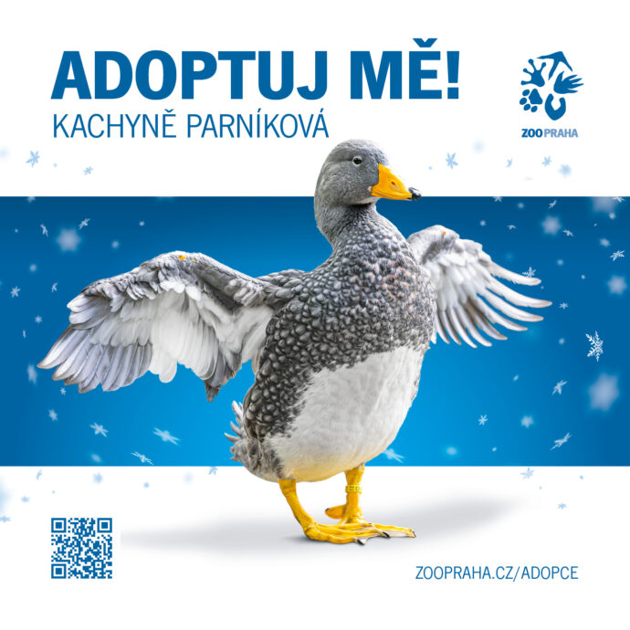 Kachyně parníková. Zvířecí sirotci Zoo Praha 2025. Zdroj Zoo Praha