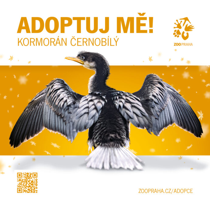 Kormorán černobílý Zvířecí sirotci Zoo Praha 2025. Zdroj Zoo Praha