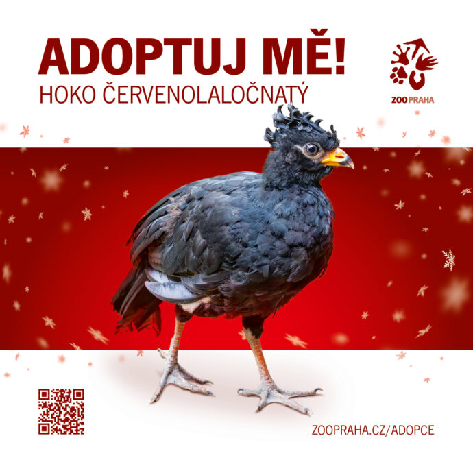 Hoko červenolaločnatý. Zvířecí sirotci Zoo Praha 2025. Zdroj Zoo Praha