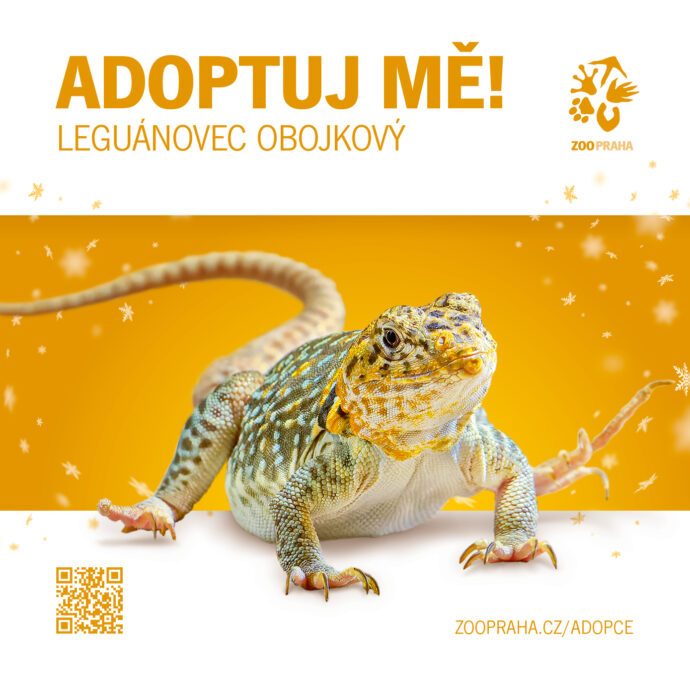 Leguánovec obojkový. Zvířecí sirotci Zoo Praha 2025. Zdroj Zoo Praha