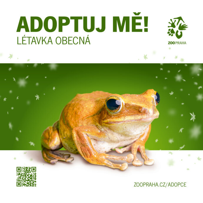 Létavka obecná. Zvířecí sirotci Zoo Praha 2025. Zdroj Zoo Praha