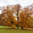 Foto: ©Zámecký park Petrohrad