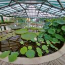 Foto: ©Botanická zahrada Liberec