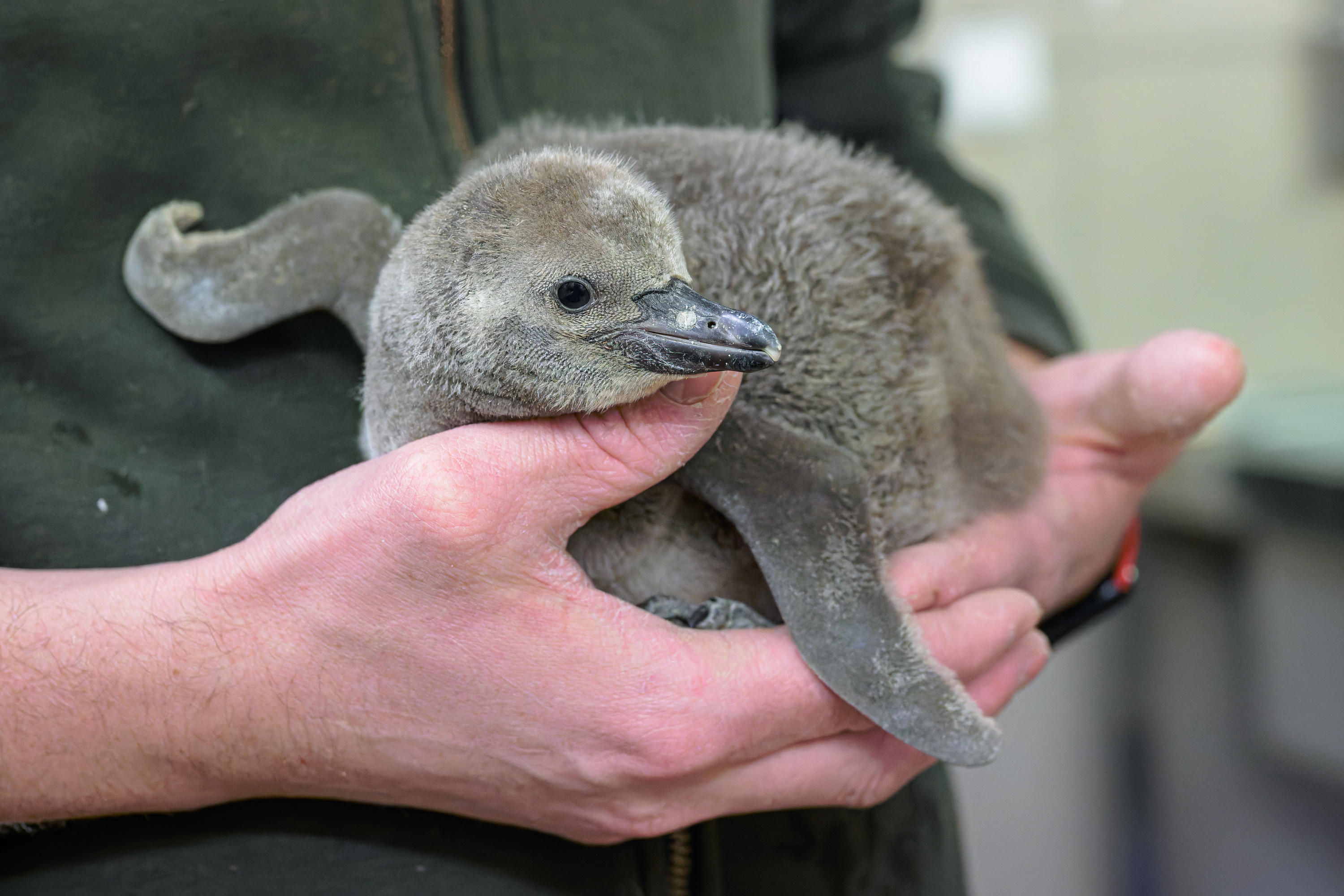 Mládě tučňáka Humboldtova v Zoo Praha
