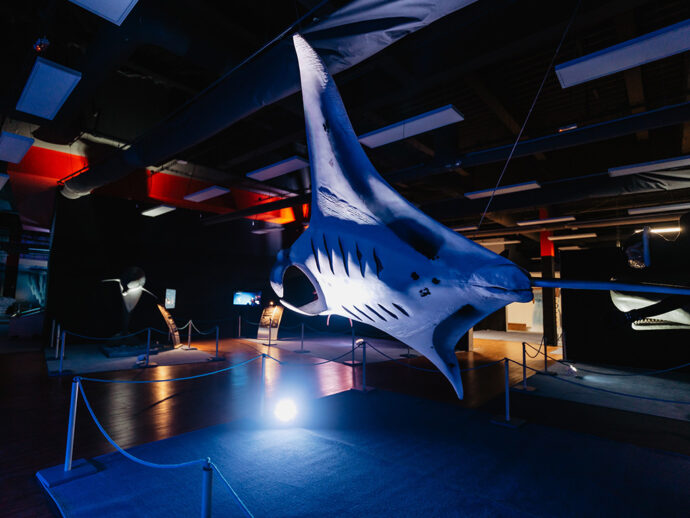 Obři oceánů. Foto: ©Shake Exhibitions