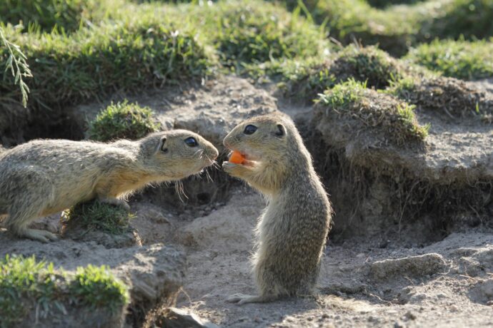 Foto: ©Jihočeská zoologická zahrada Hluboká nad Vltavou