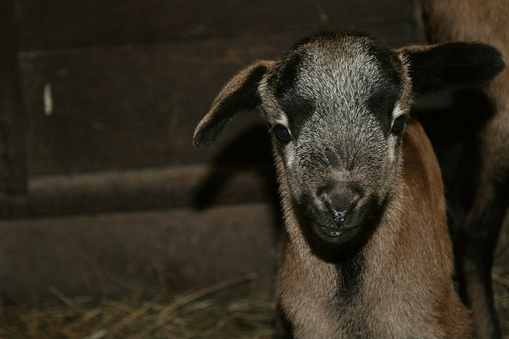 Beránek, Foto: ©Zoologická zahrada Děčín