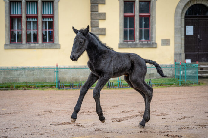 První hříbě roku 2026, Foto: © Lucie Macáková