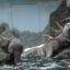Vydry, Foto: © Jihočeská zoologická zahrada Hluboká nad Vltavou