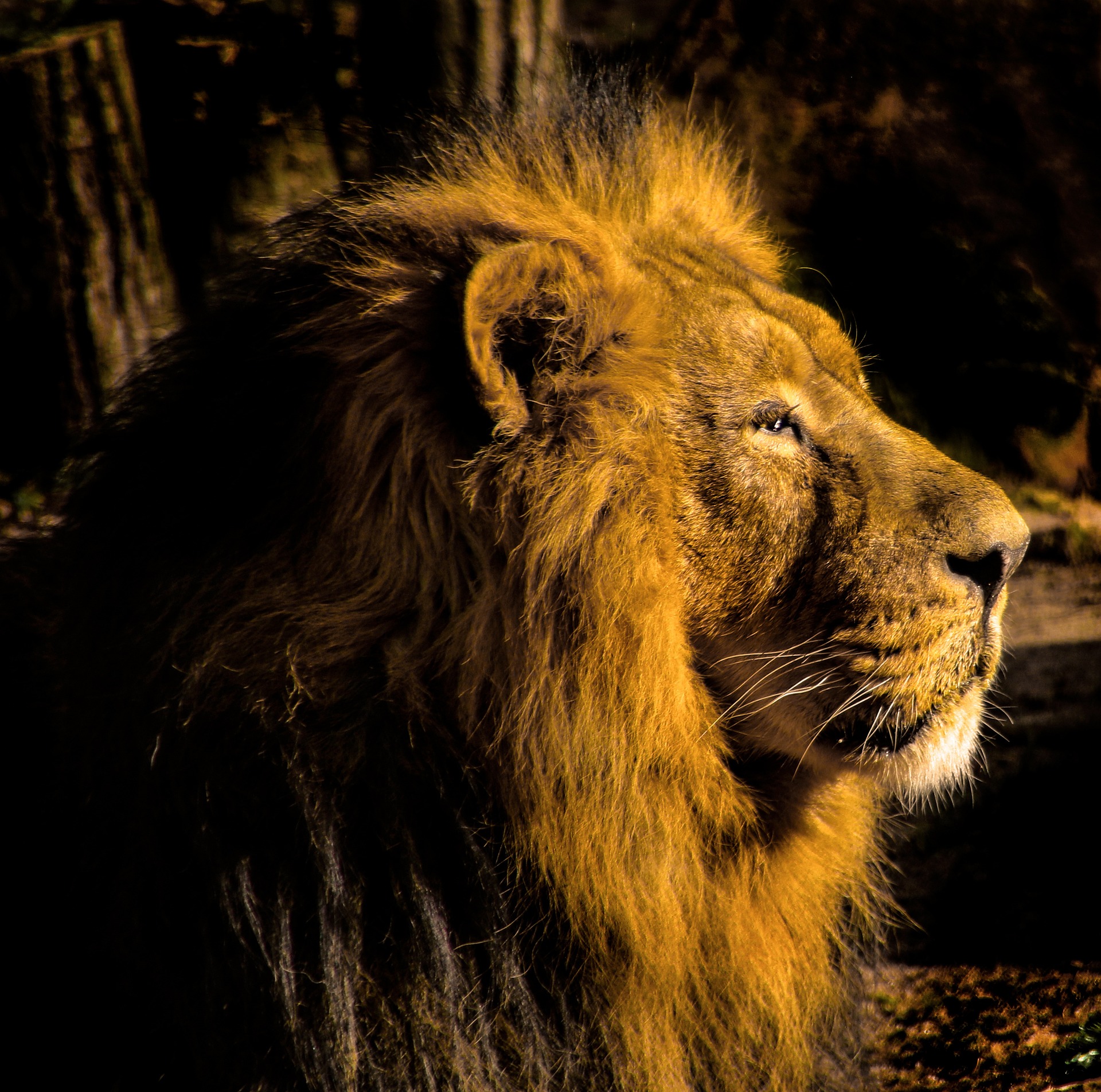 Večerní prohlídka se zoologem, Foto: © G.C. z Pixabay