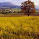 Kozlovice