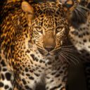 Levharti cejlonští, Foto: © M. Vlčková