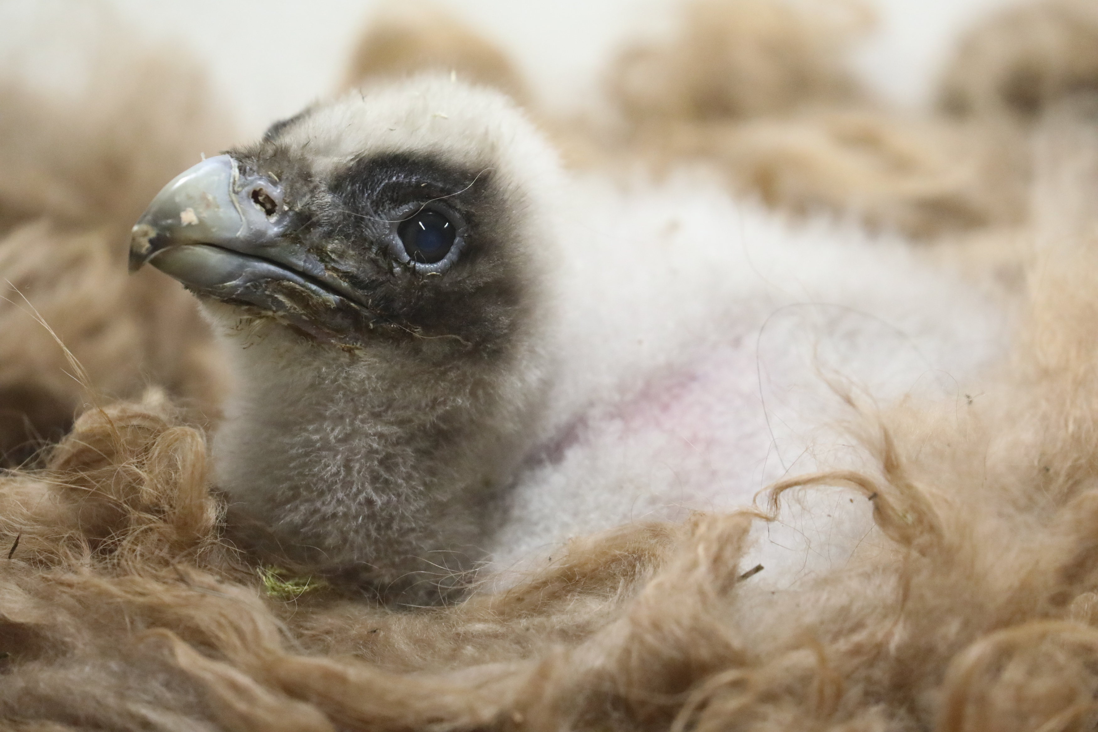 První mládě orlosupa, Foto: © Antonín Vaidl, Zoo Praha