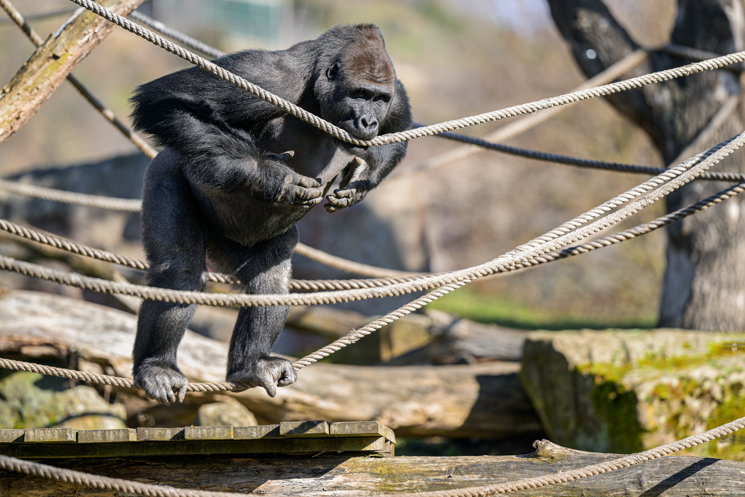 Nuru, Foto: © Petr Hamerník, Zoo Praha