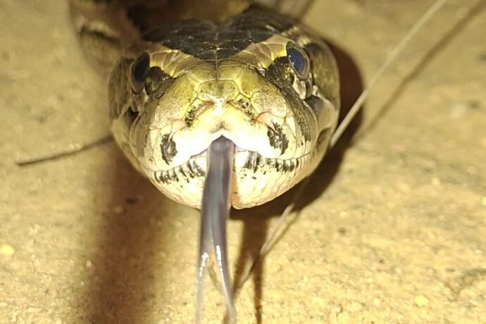 Krajta písmenková, Foto: © P. Valentová