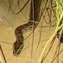 Krajta písmenková, Foto: © P. Valentová