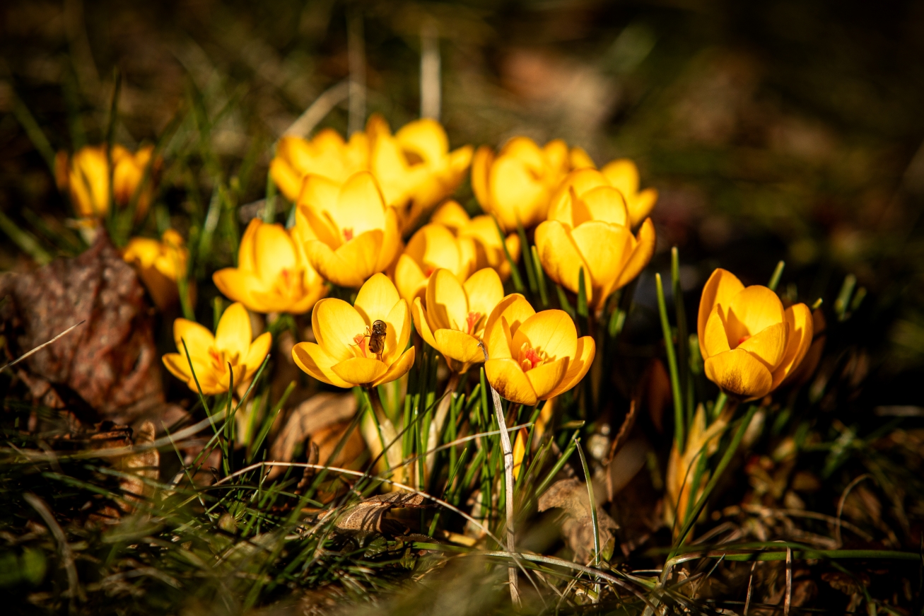 Krokusy, Foto: © Zoologická zahrada a botanický park Ostrava