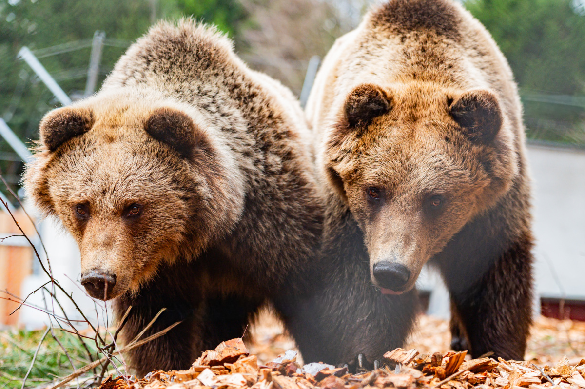 Medvědí stezka. Foto: © Jan Bartoš, Stezka korunami stromů Krkonoše