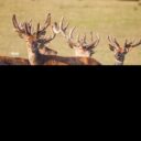 Foto: © Zámek Nové Hrady u Litomyšle