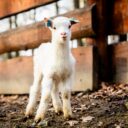 Mládě kozy domácí, Foto: © M. Vlčková