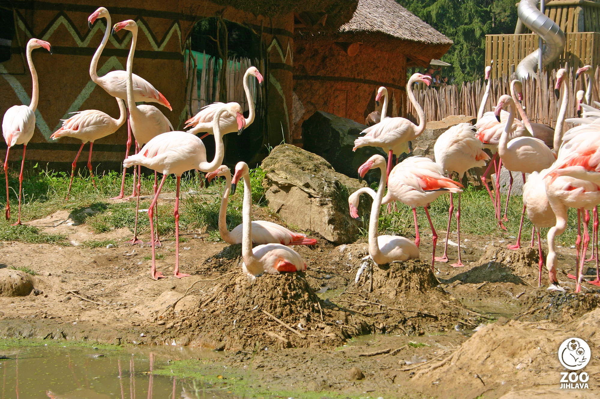 Plameňák růžový, Foto: © Zoo Jihlava