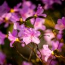 První azalky v zoo, Foto: © M. Vlčková