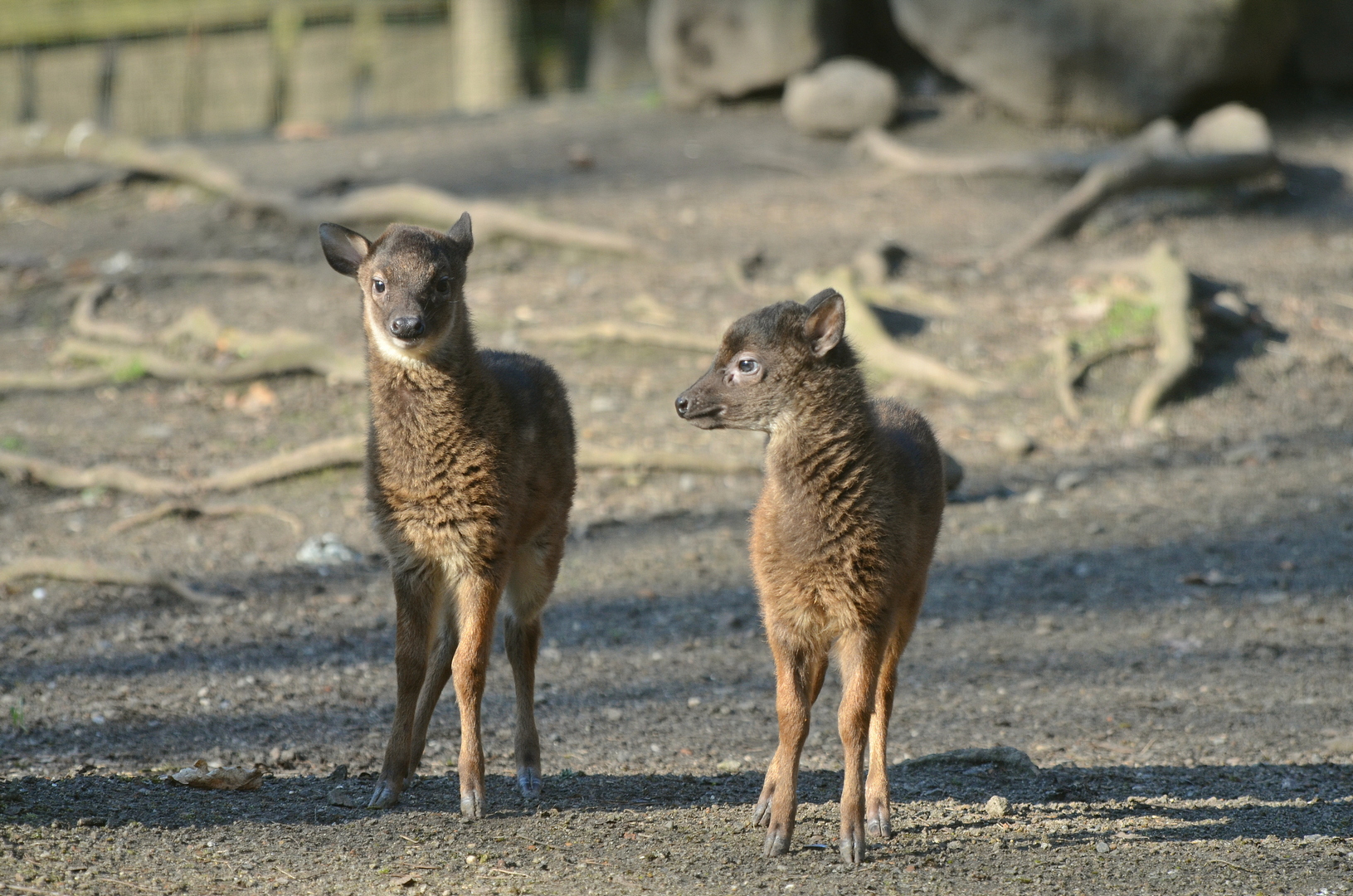 Dvojnásobná jelení radost, Foto: © Ajka Houšková