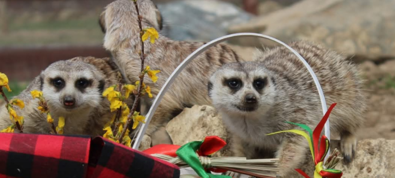 Velikonoce mezi zvířátky, Foto: © ZOOPARK Zelčín