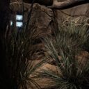 Krajta písmenková, Foto: © P. Valentová