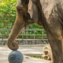 Bala, Foto: © Zoo Liberec